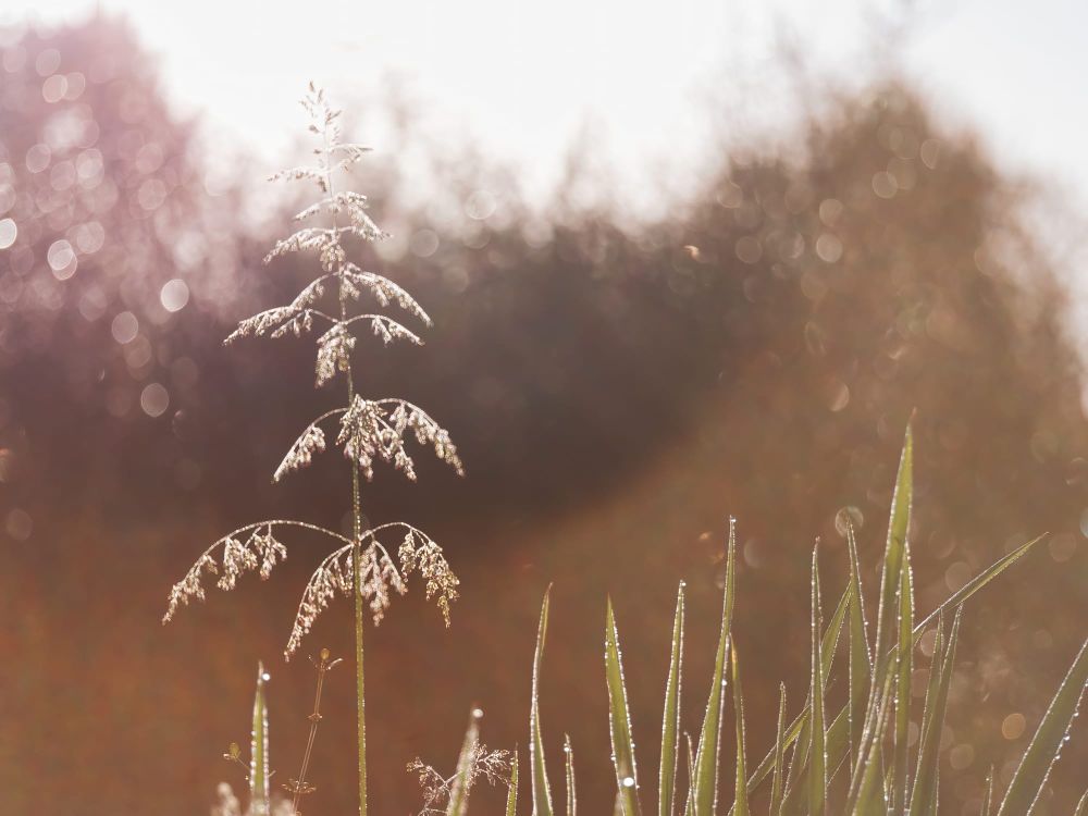 Grass and weeds with dew post image