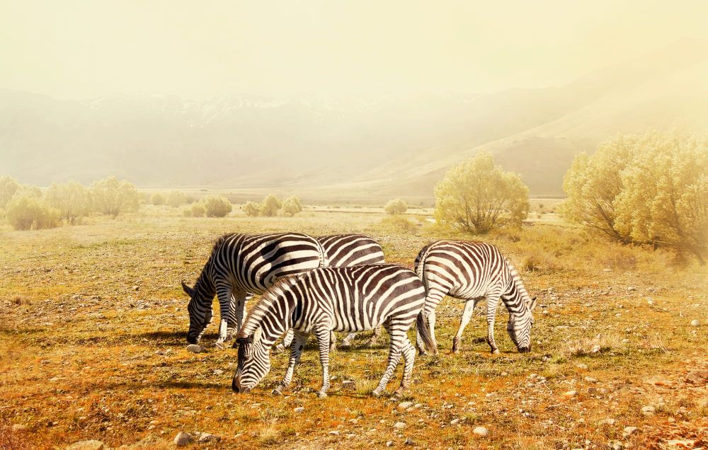 Grazing zebras post image