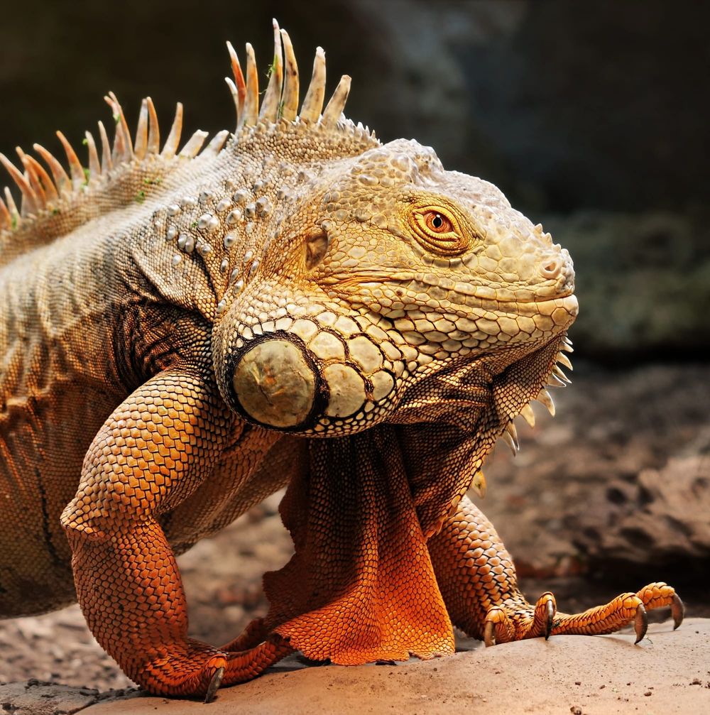 Green iguana under lamp post image