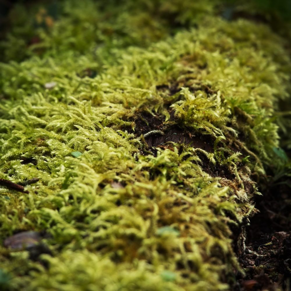 Green moss post image