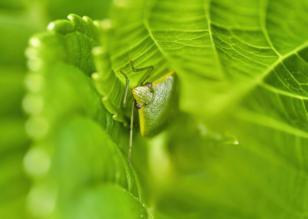 Green shield bug post image