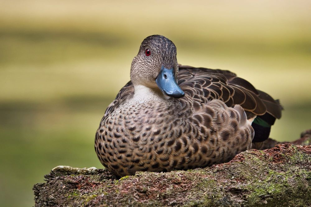 Grey teal post image