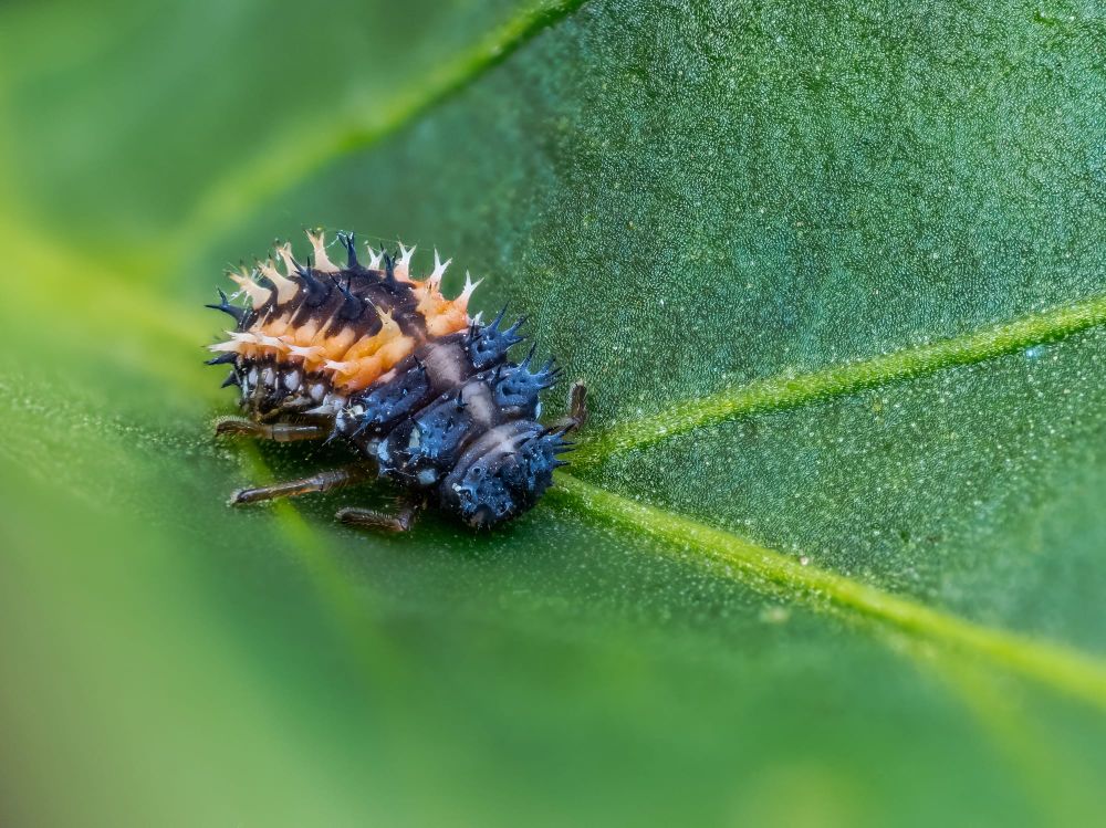 Ladybug larvae post image