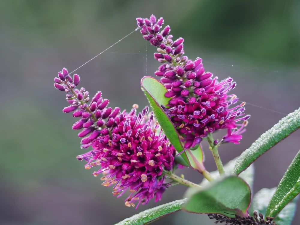 Hebe flowers post image