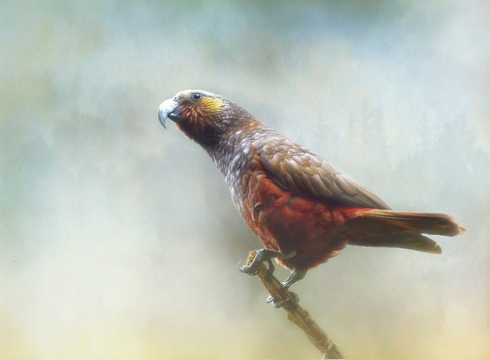 Kākā post image