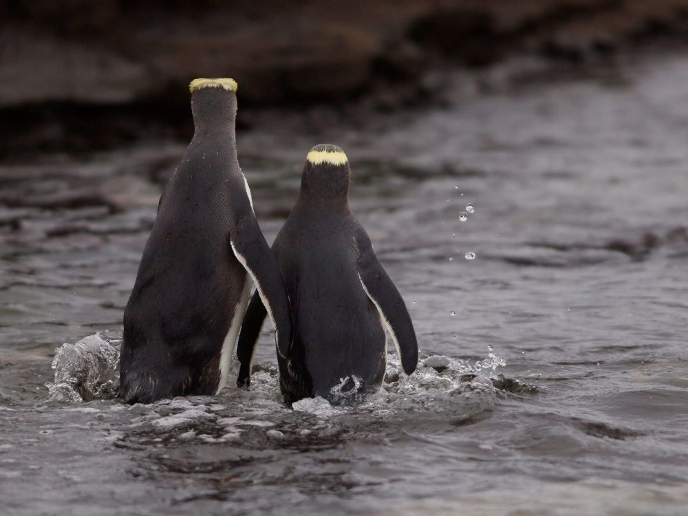Hoiho Curio Bay post image