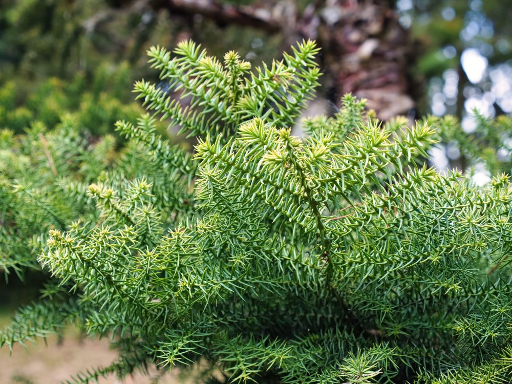 Hoop pine post image