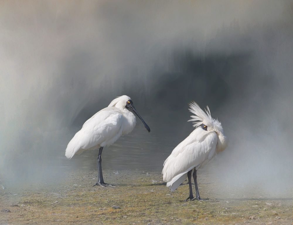 Two white spoonbills post image