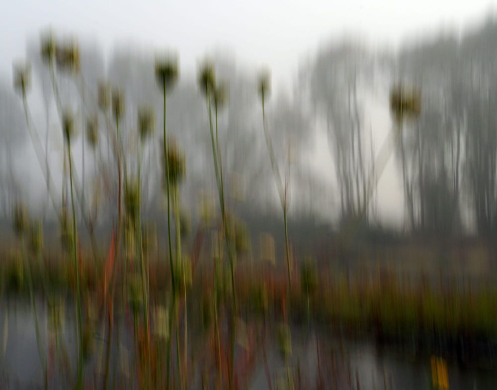 ICM image of grasses by the river post image