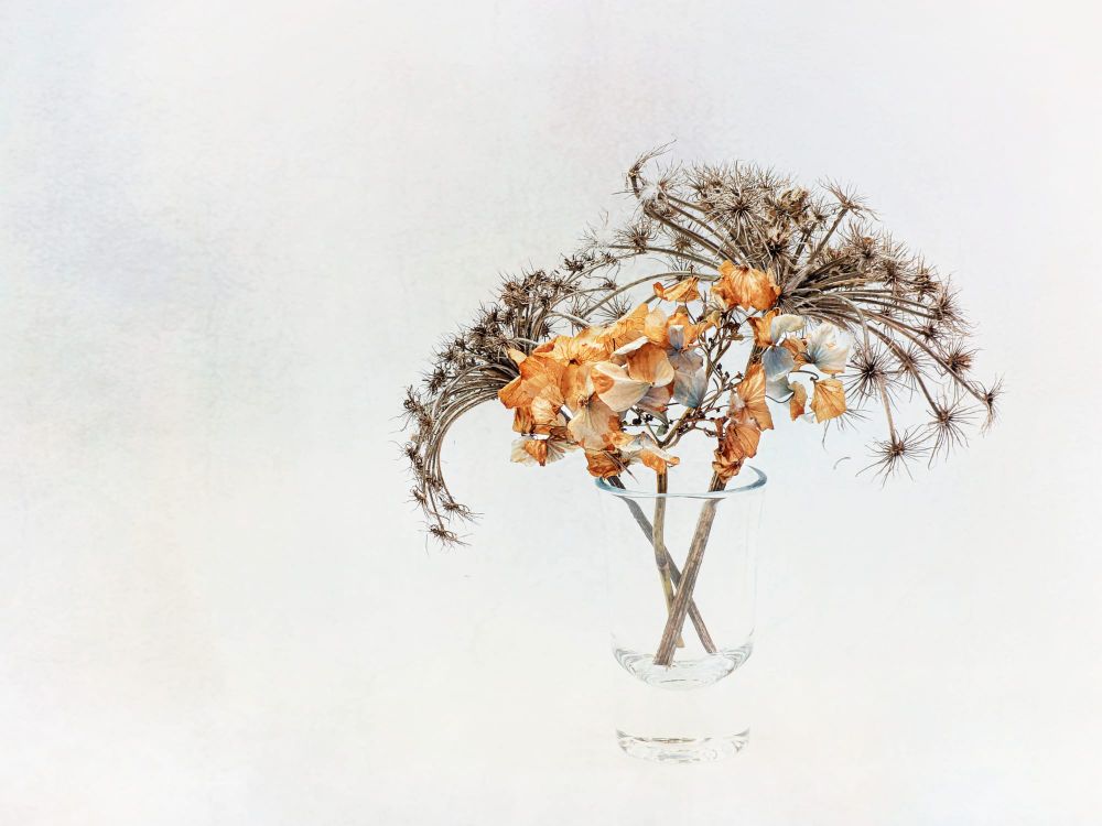 Dried flowers post image