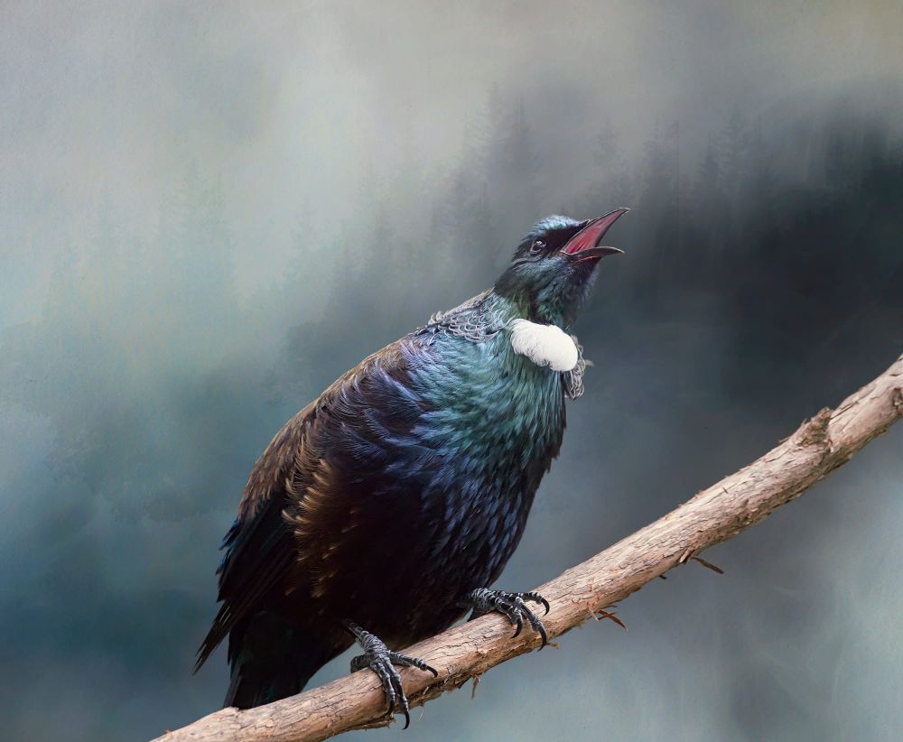 Tūī perches on a branch post image