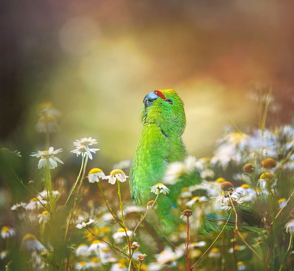 Vivid green parrot post image