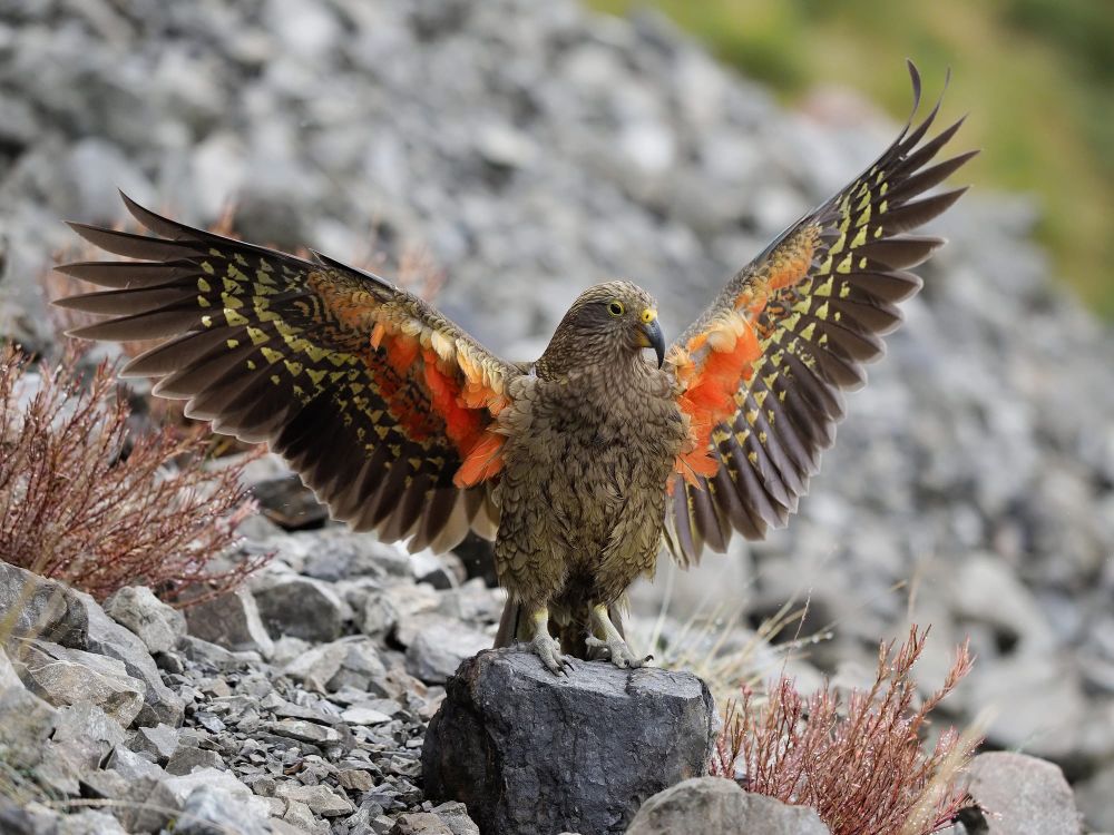 Kea post image