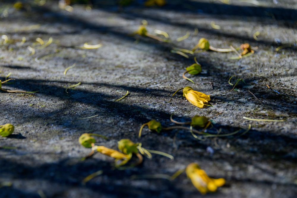 Kowhai fall post image