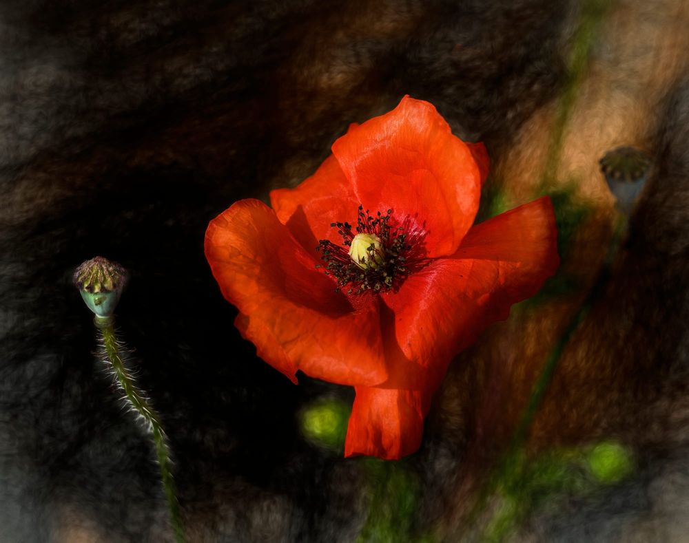 Red poppy post image