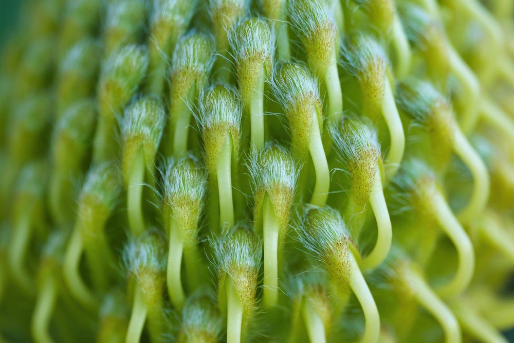 Leucospermum bud post image