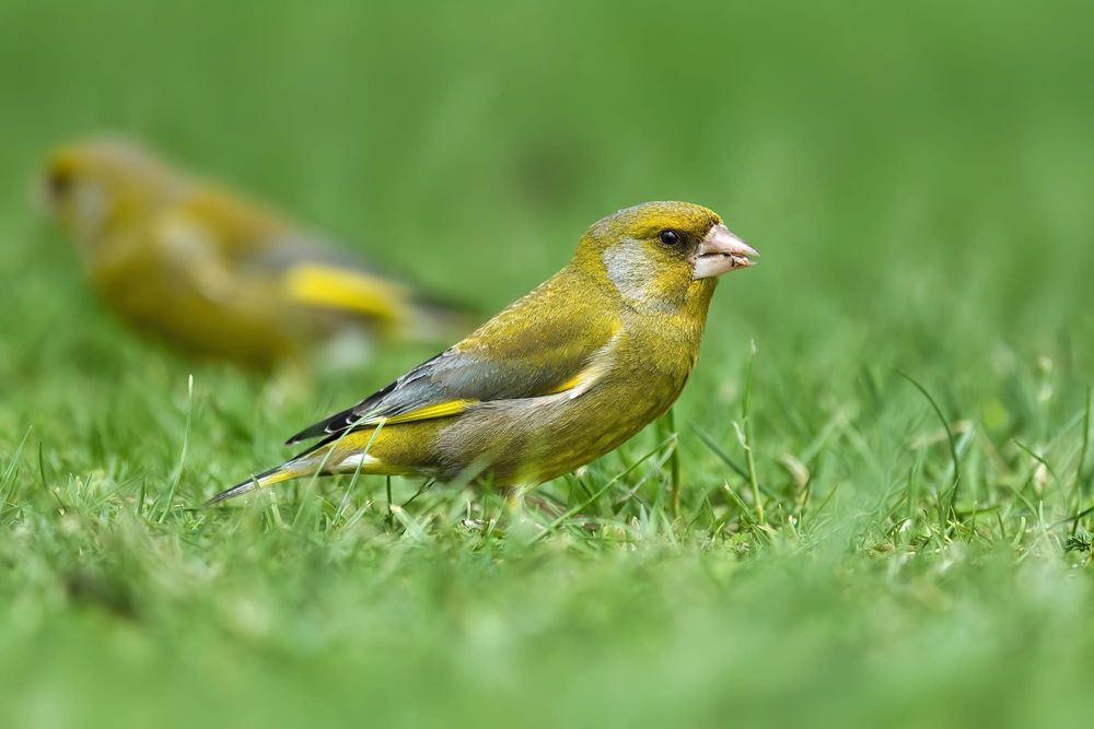 Male European greenfinch post image