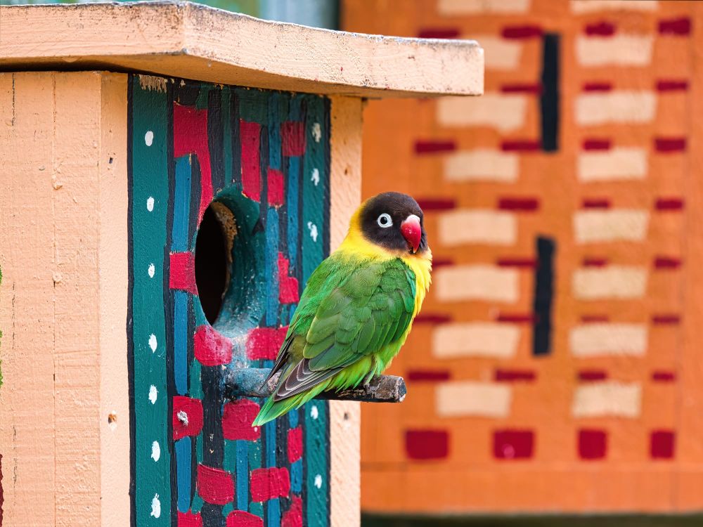 Masked lovebird post image