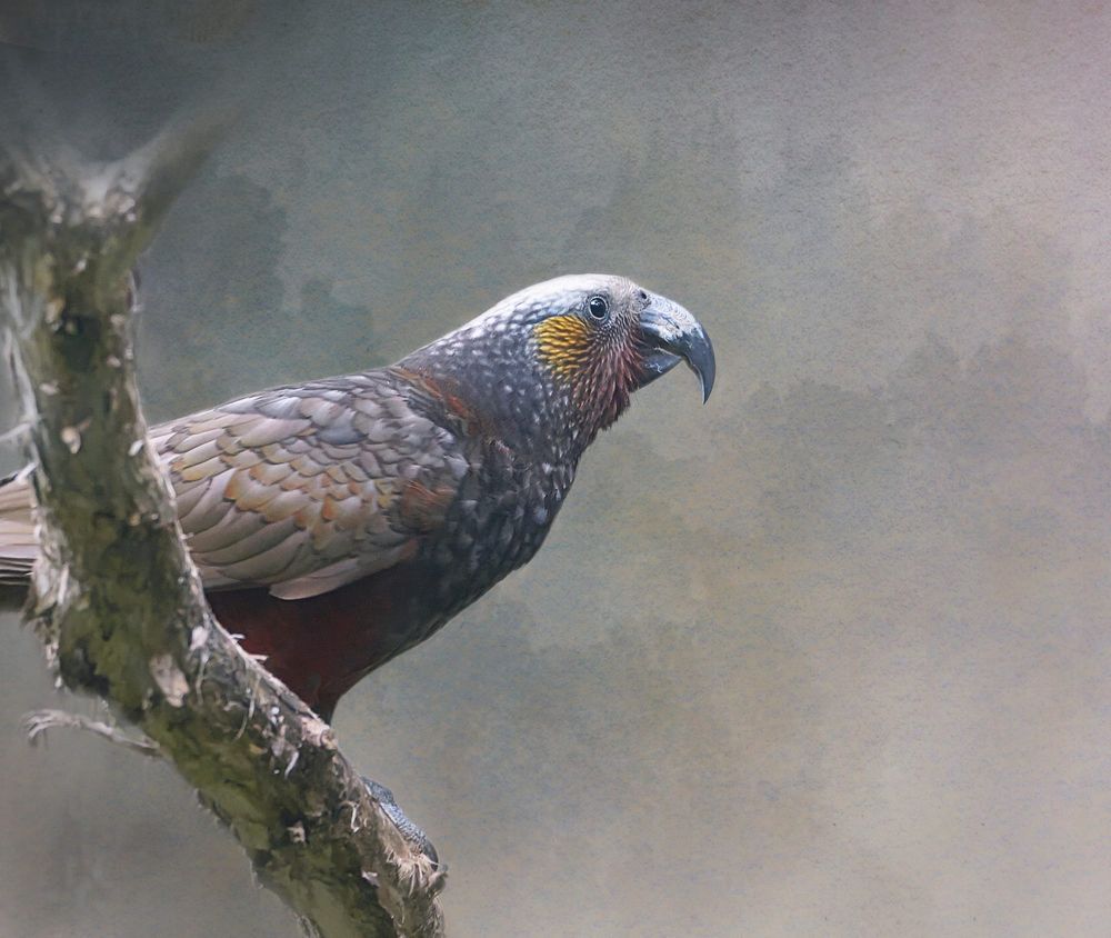 Kākā post image