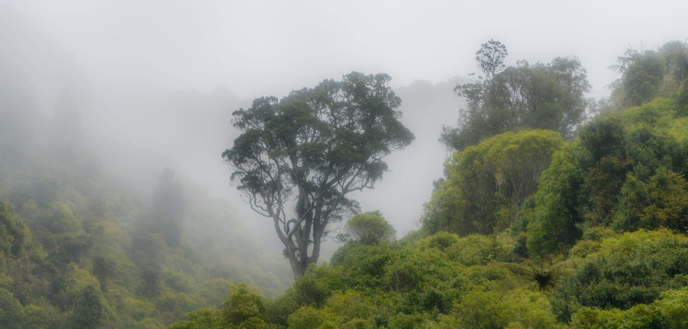 Mist over the Remutakas post image