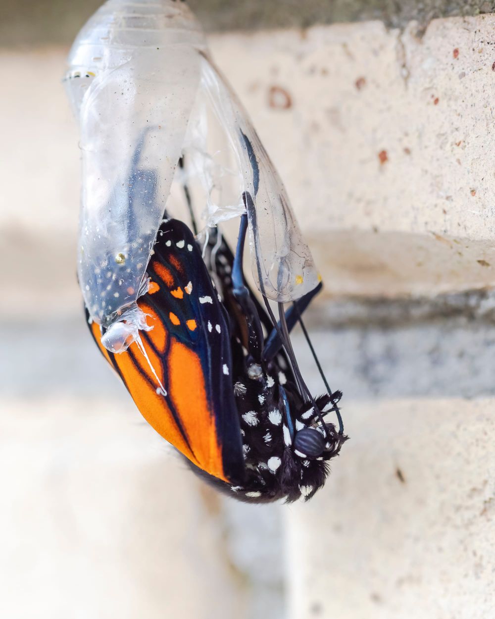 Monarch butterfly post image