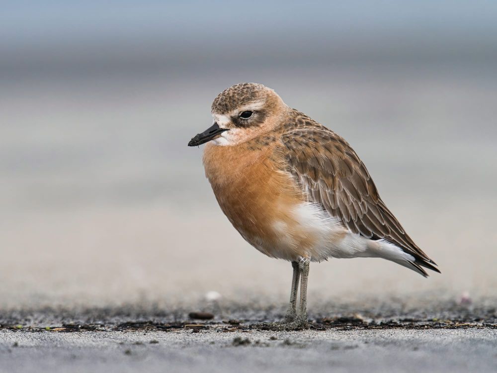 NZ dotterel post image