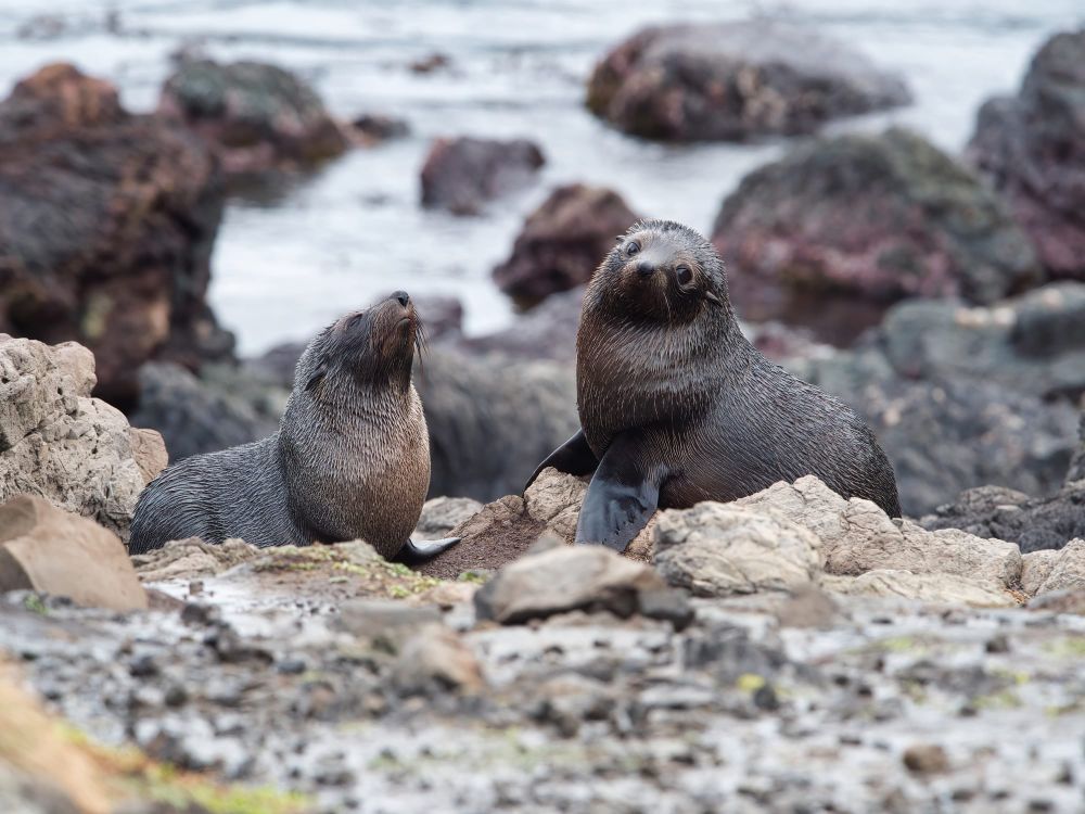 Pair of young kekeno post image
