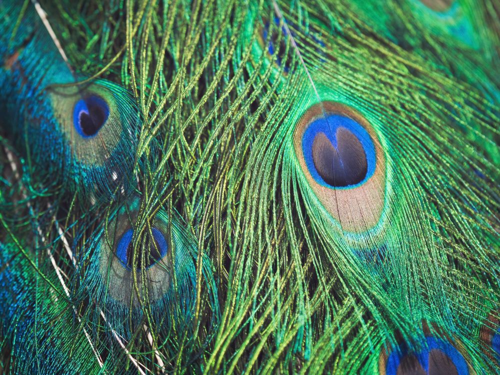 Peacock feathers post image