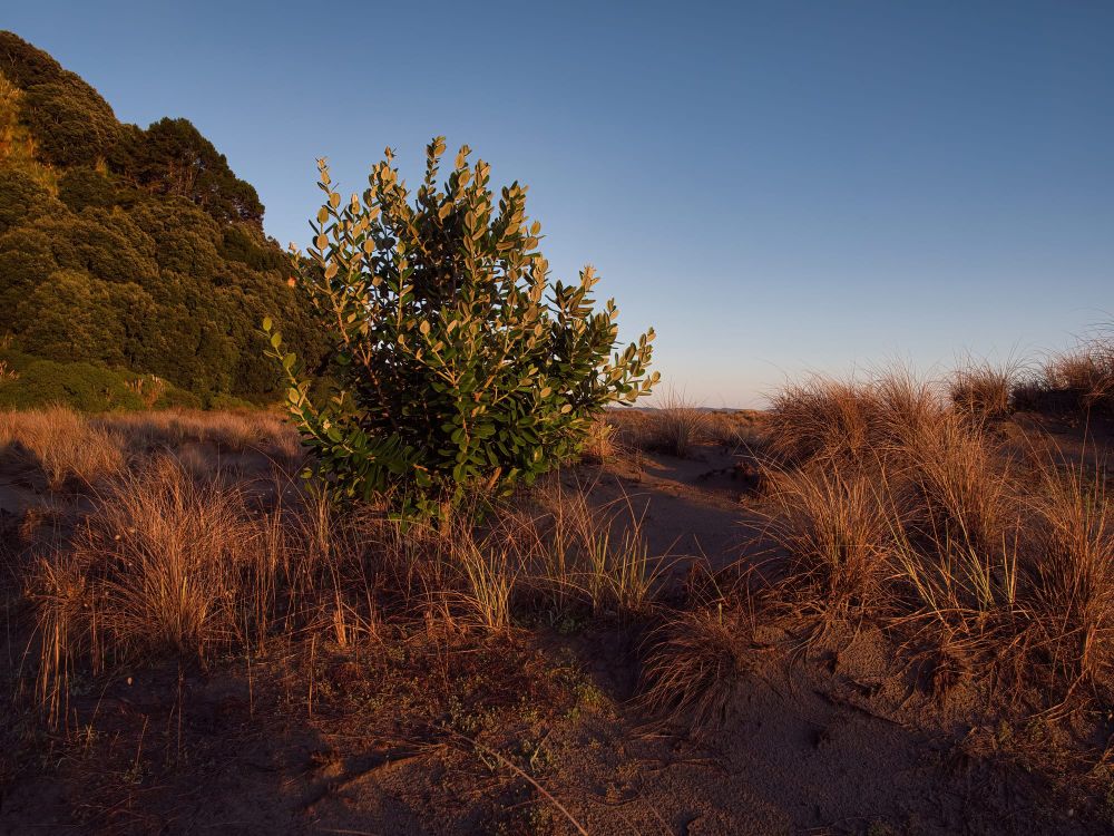 Pohutukawa post image