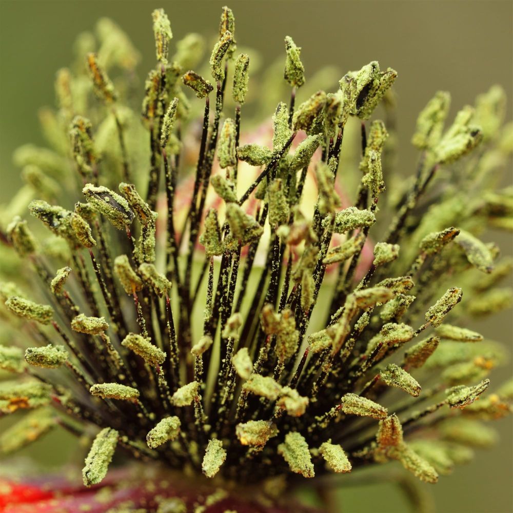 Poppy stamens post image