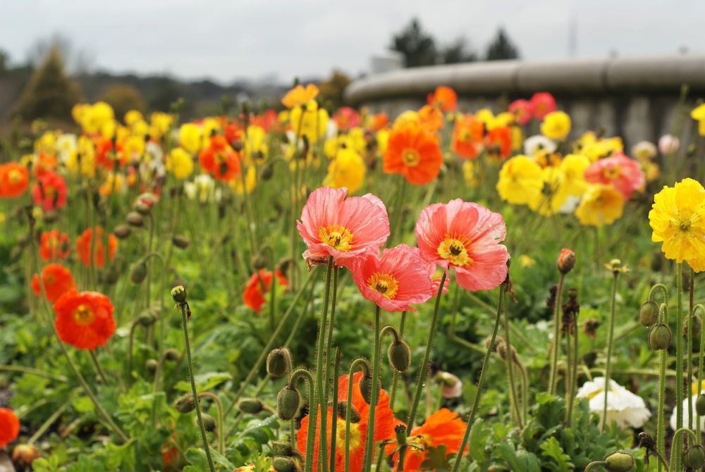 Poppies at the botanical garden post image