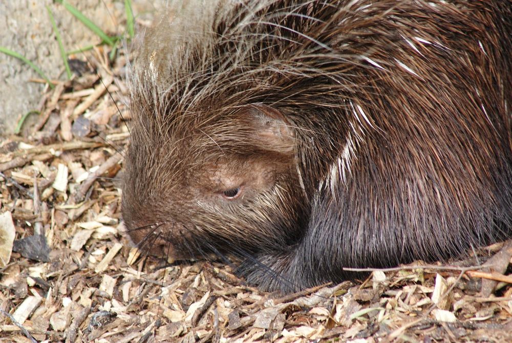 Porcupine post image