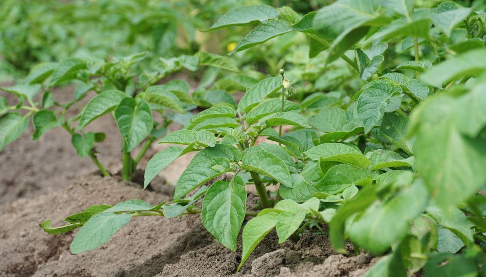 Potato plants in the garden post image