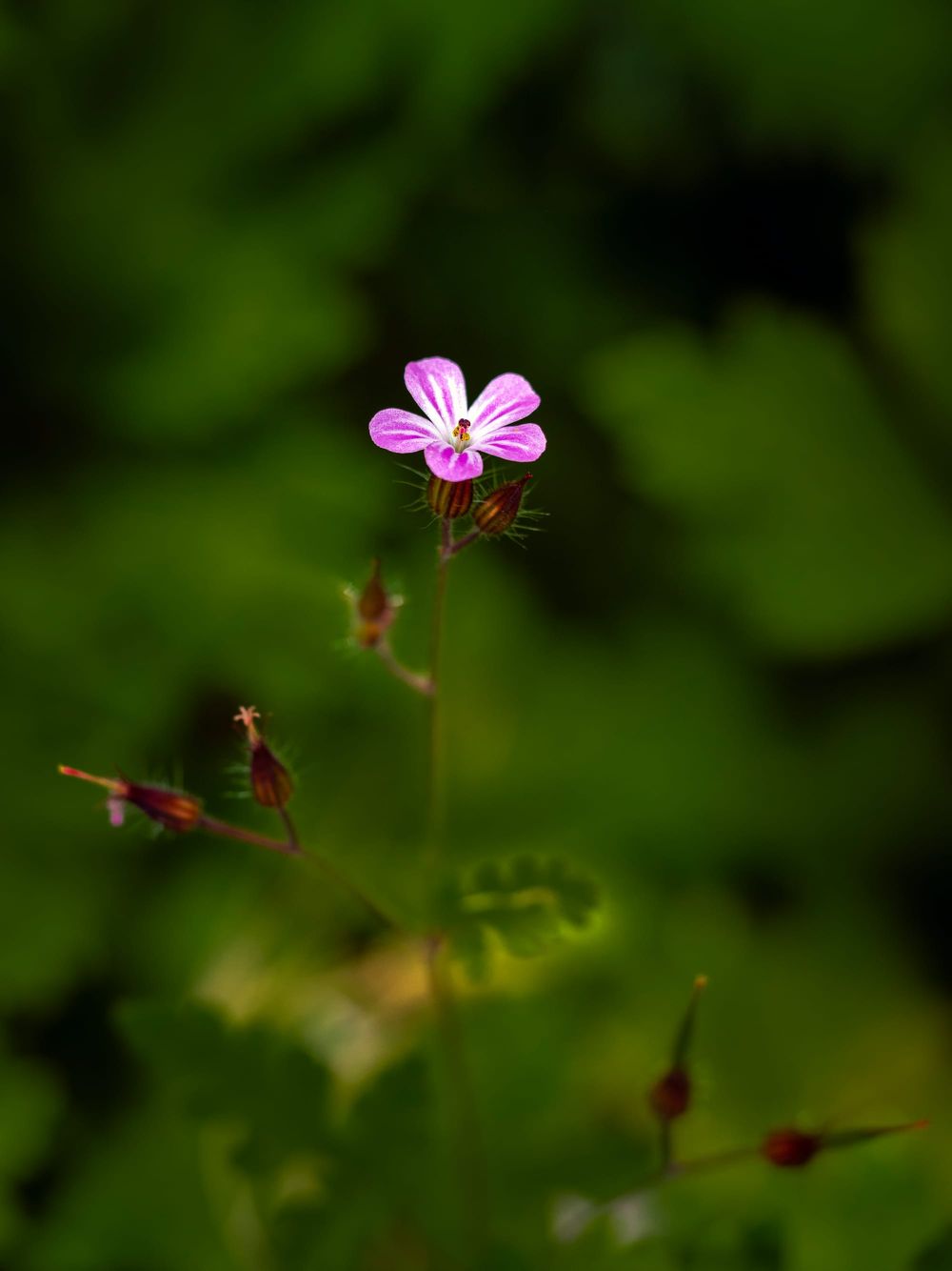 Pretty pink alpine flower post image