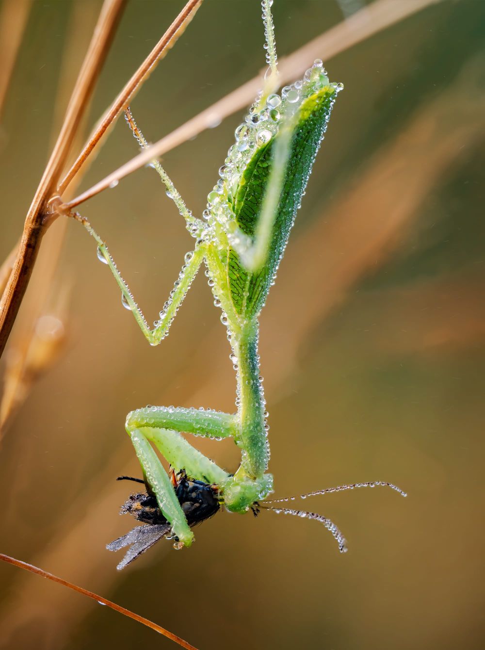 Preying mantis eating fly post image