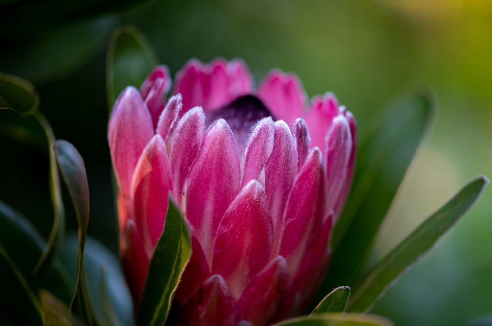Protea pink post image
