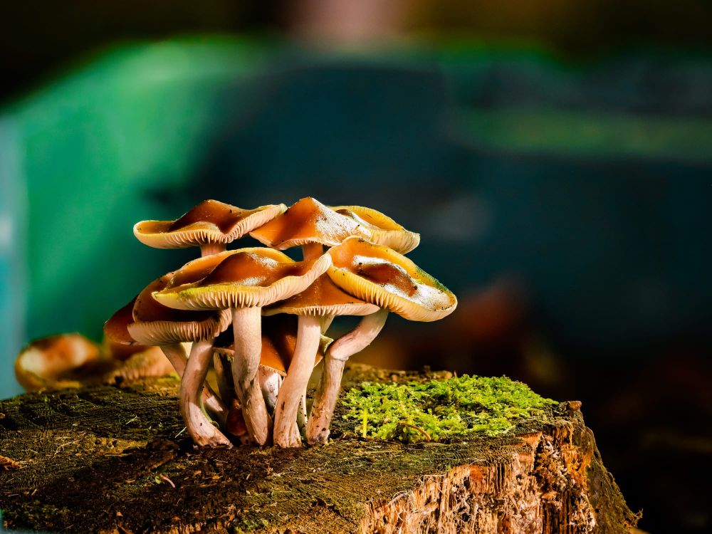 Psilocybe Subaeruginosa mushrooms post image