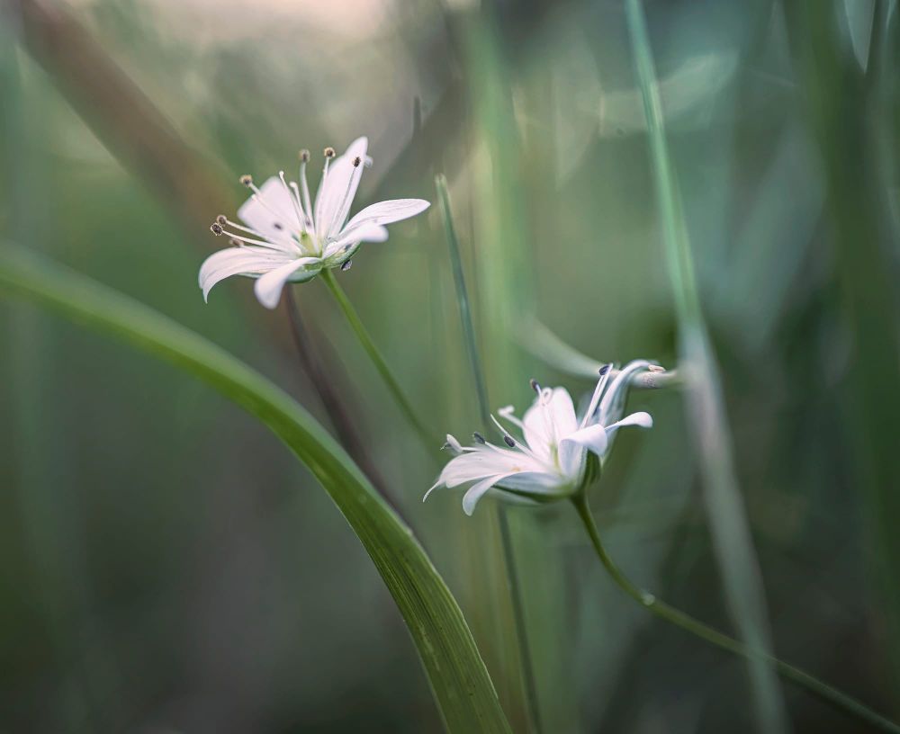 White wildflowers post image