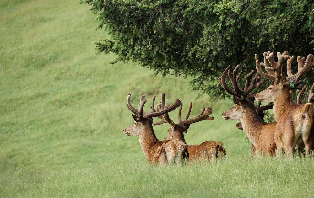 Red deer stags post image