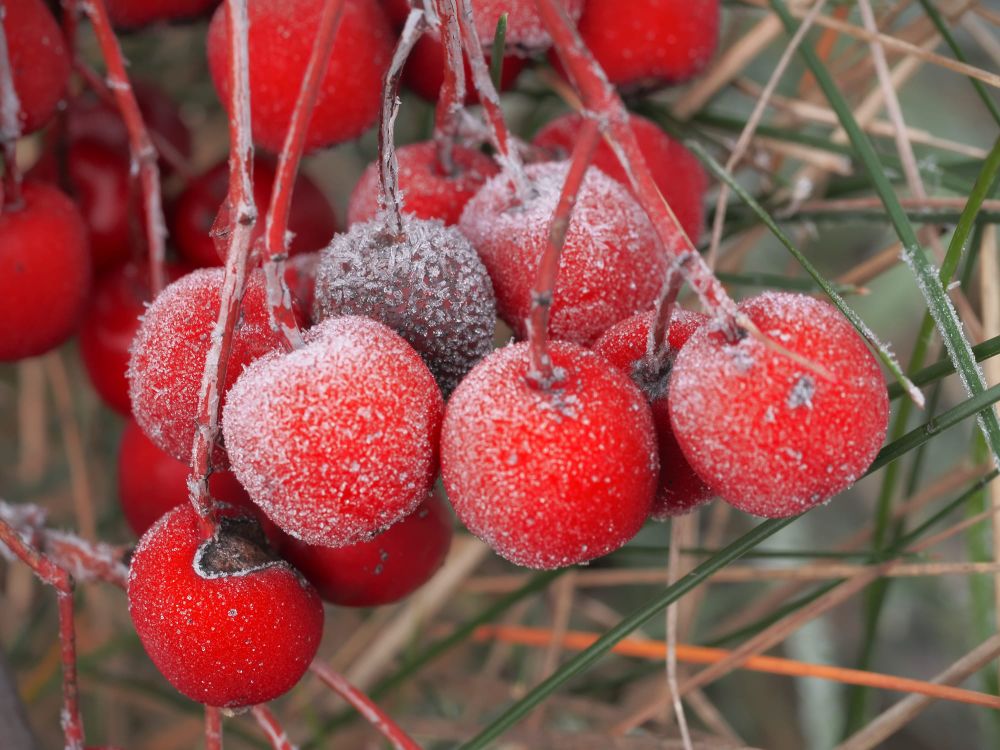 Red winter berries post image