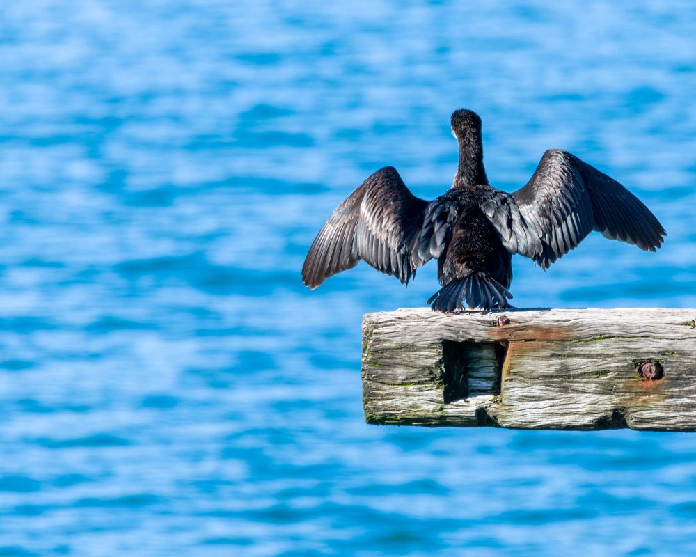 Shag Wellington post image