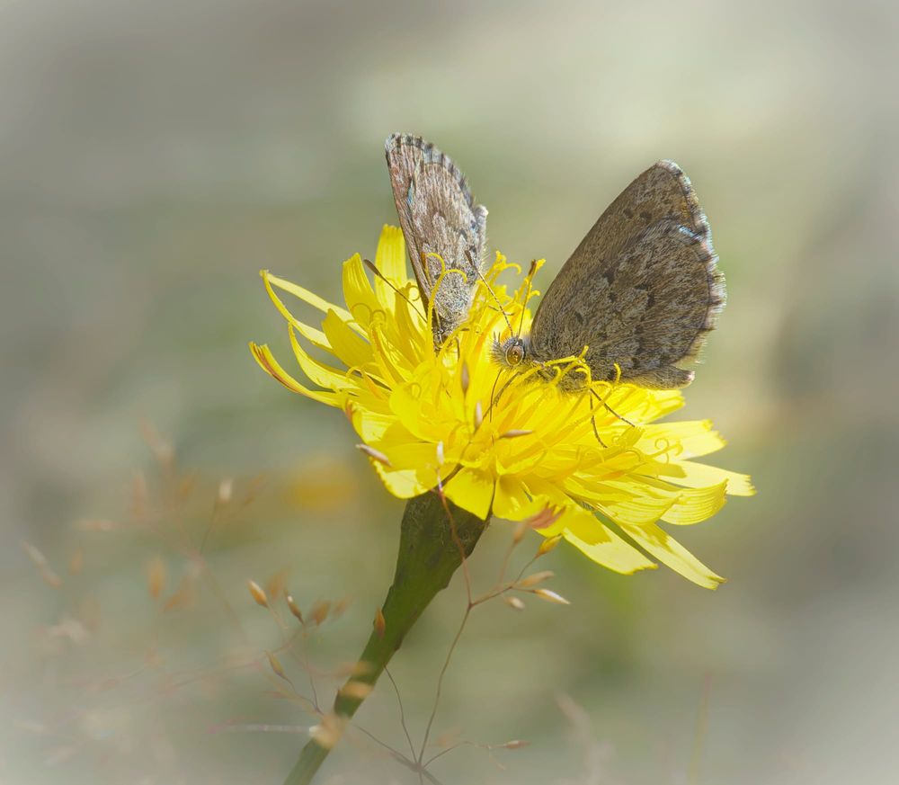 Two brown butterflies post image