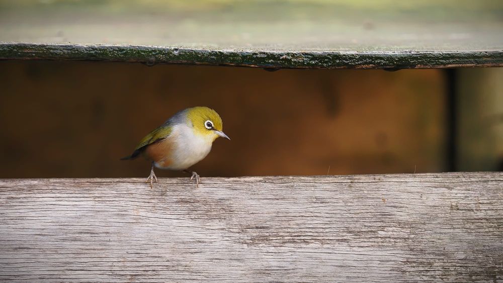 Silvereye Tauhou post image