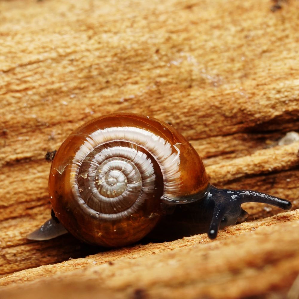 Small brown snail post image