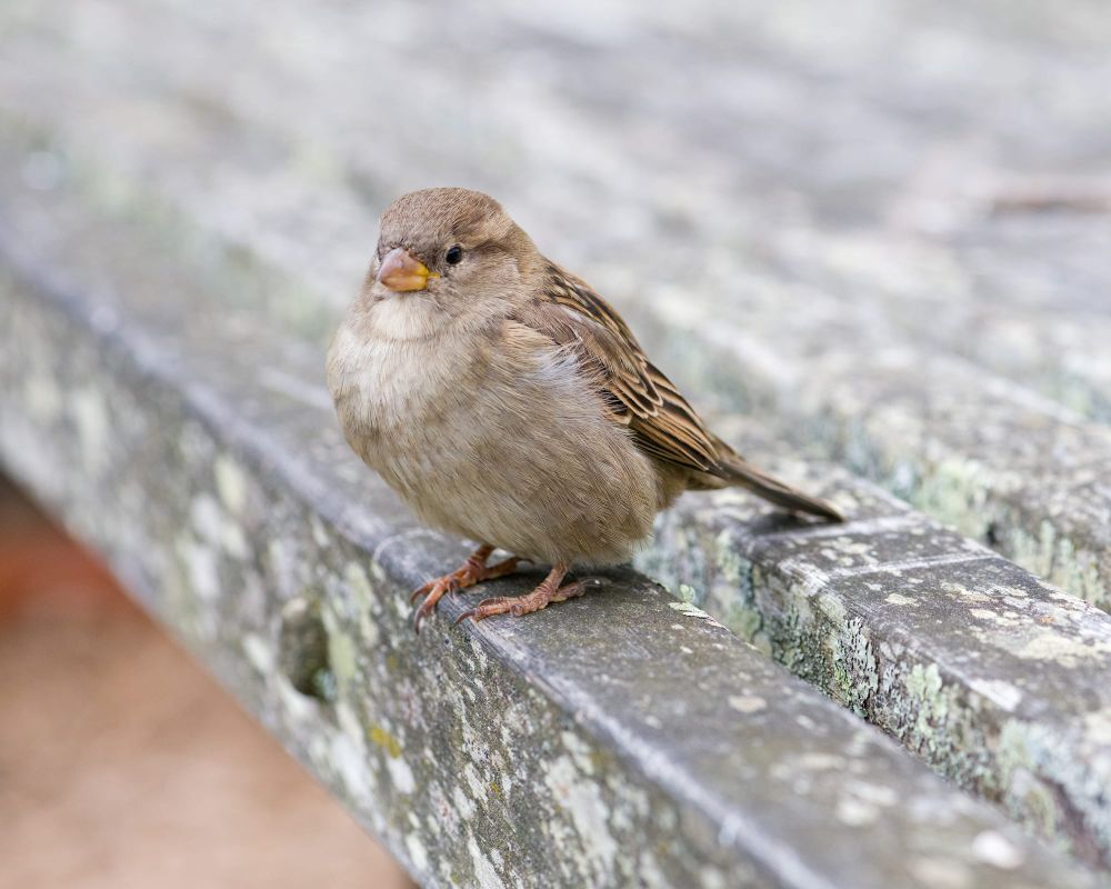 Sparrow on cafe table post image