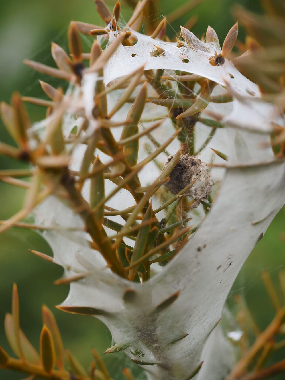 Spider web post image