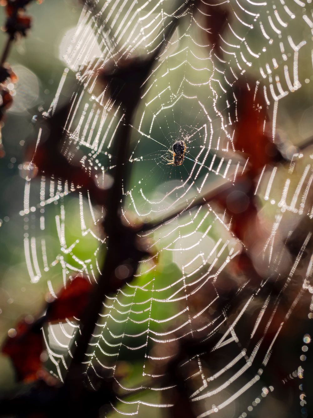 Spider web morning dew post image