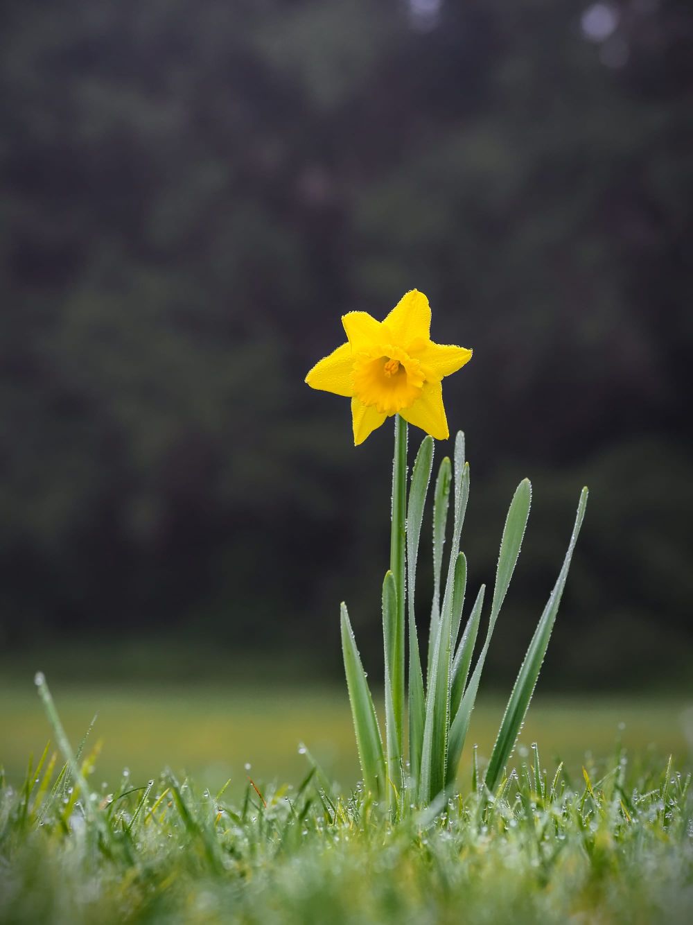 Spring daffodil post image
