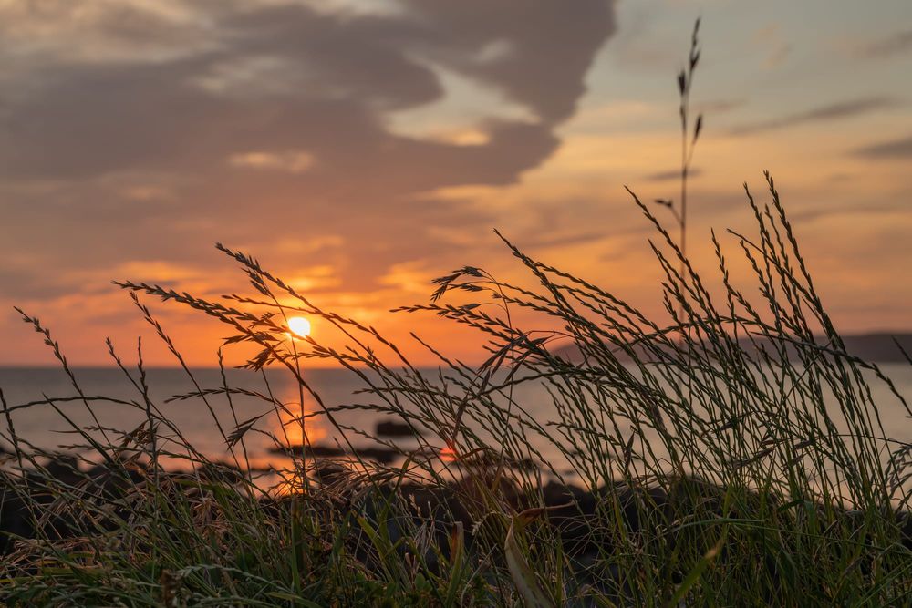 Sunset sky through grass post image