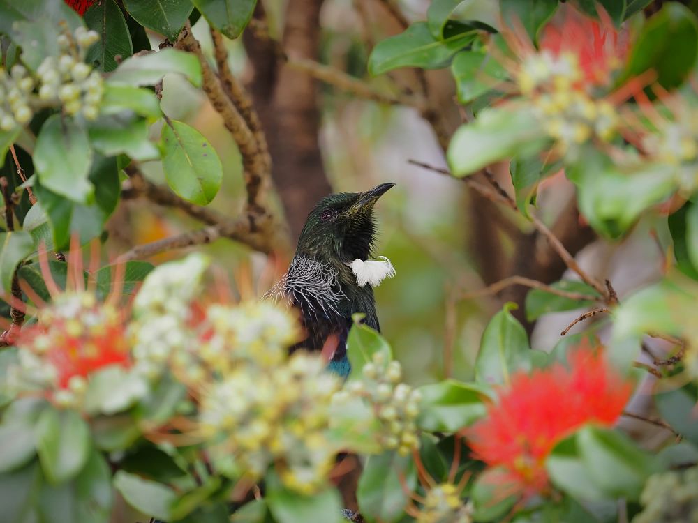 Tūī in flowering tree post image